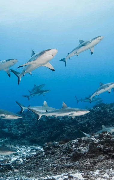 Banc de requins© Bernard Beaussier