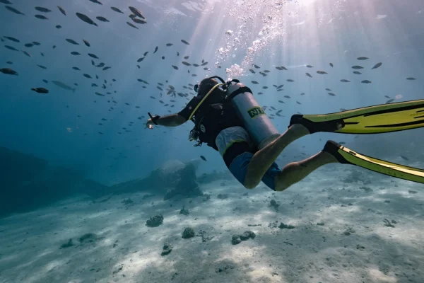 Session plongée avec des bancs de poissons © Mark Fitz