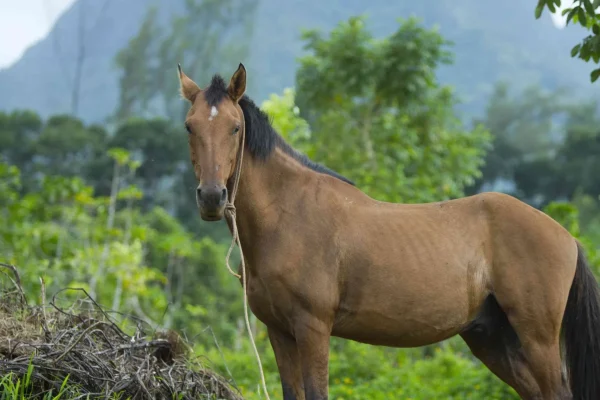 Balade à cheval © Tahiti Tourisme