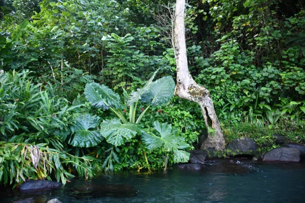 Inseltour auf Tahiti