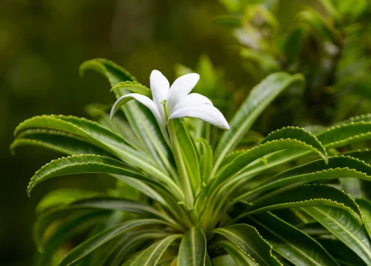 La Tiare Apetahi, fleur endémique de Raiatea © Philippe Bacchet