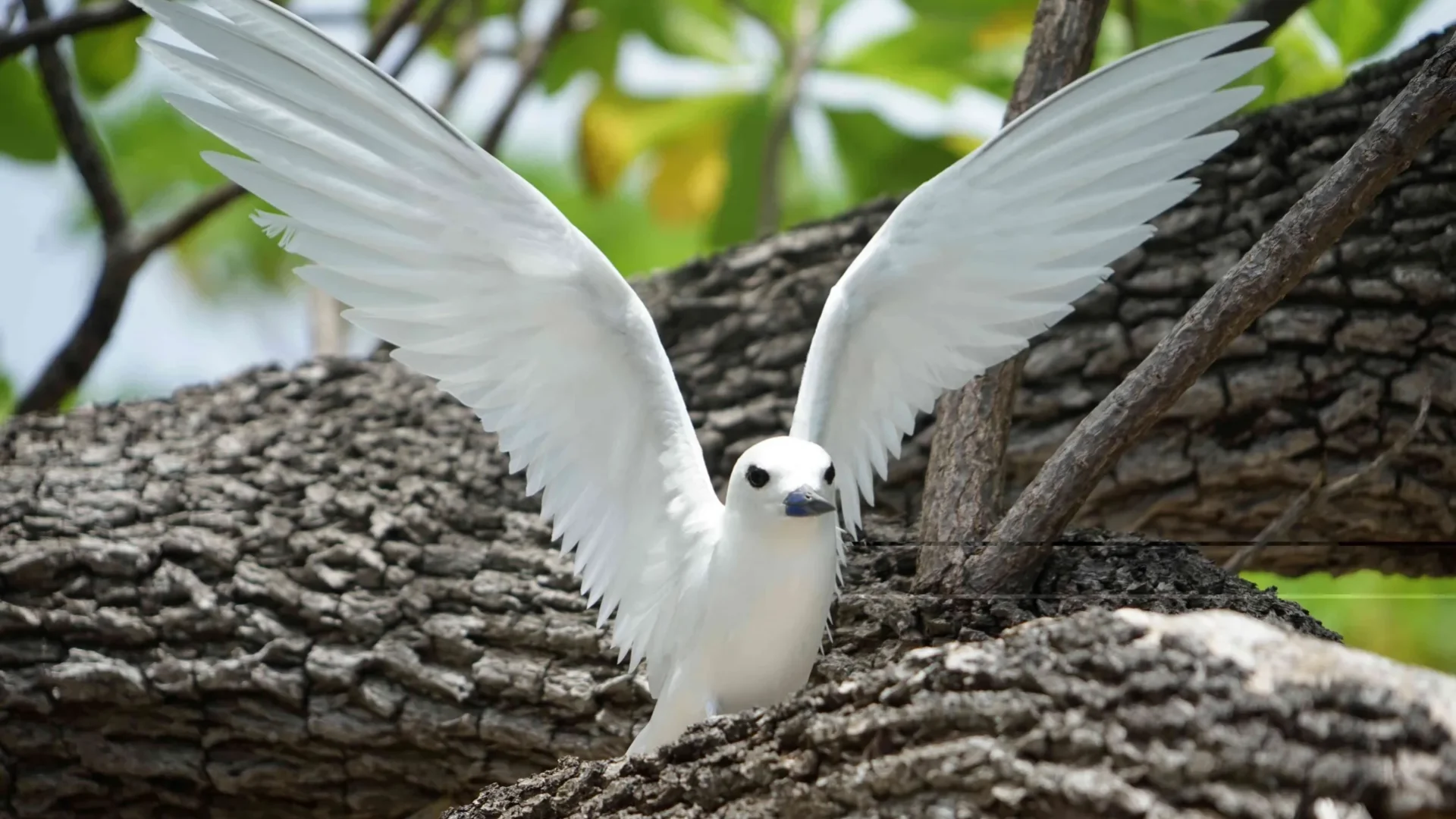 Observation d'oiseaux à Tetiaroa © Lei Tao