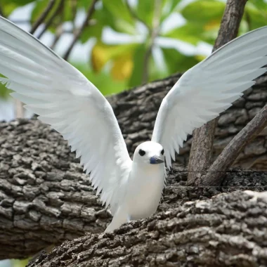 Observation d'oiseaux à Tetiaroa © Lei Tao