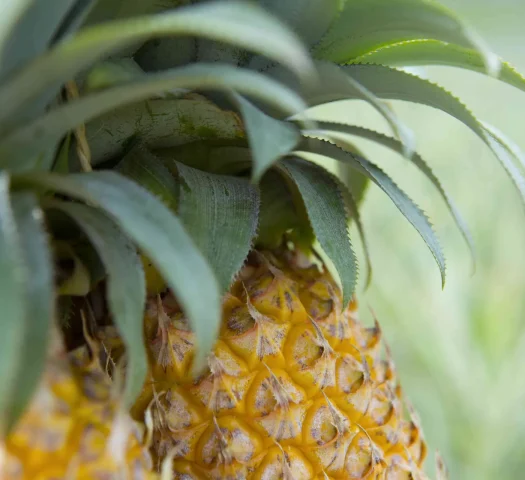 Moorea pineapple © Tahiti Tourisme