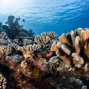 Korallen auf den Inseln von Tahiti