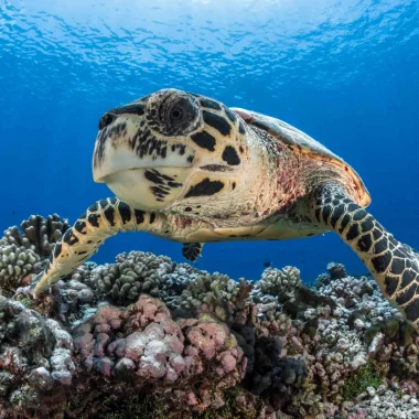 Tortue © Grégory Lecoeur