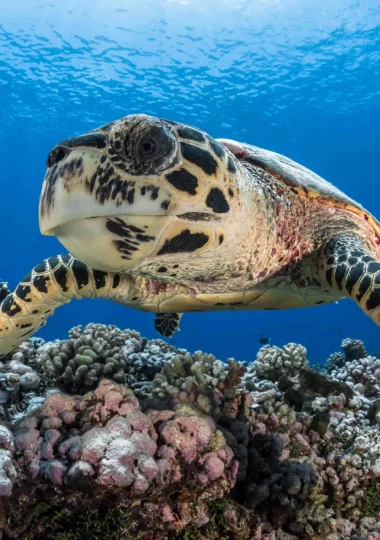 Tortue © Grégory Lecoeur