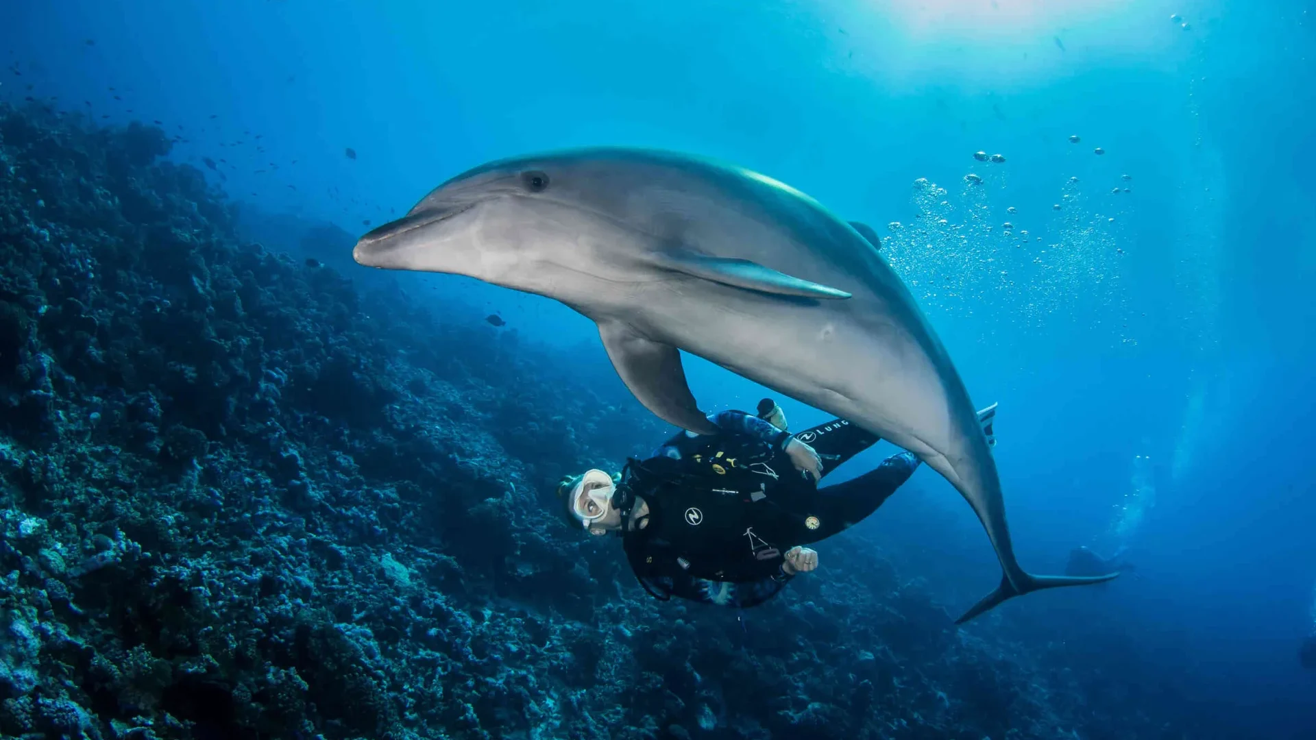 Plonger avec un dauphin© Bernard Beaussier