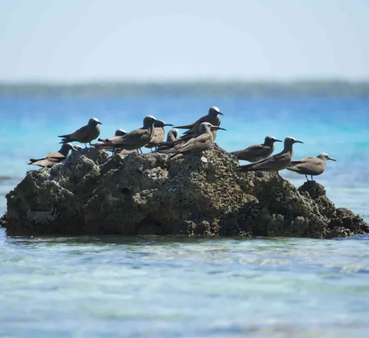 Groupe d'oiseaux sur un rocher dans la mer © Tahiti Tourisme