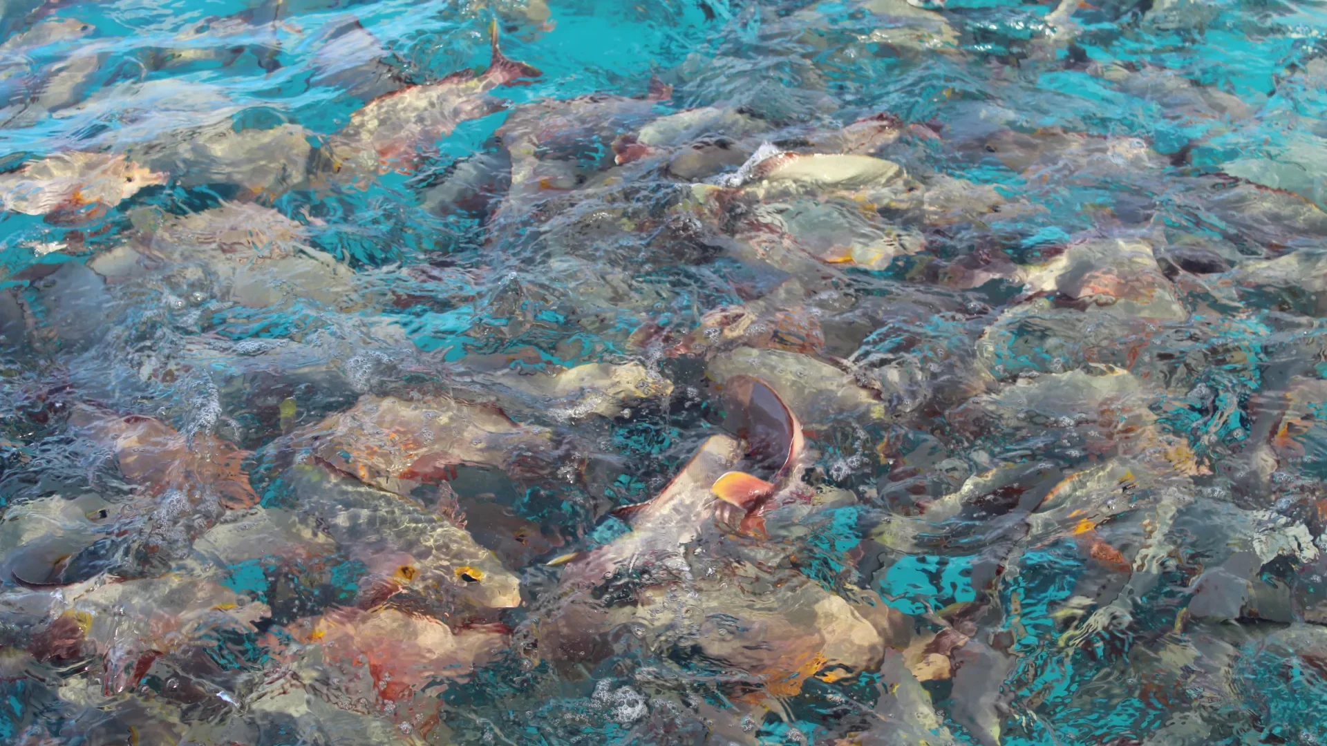 Banc de poissons à Rangiroa ©Ranihei Teariki