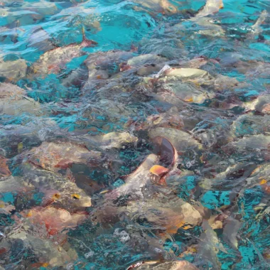 Banc de poissons à Rangiroa ©Ranihei Teariki