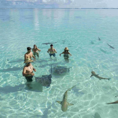 Baignade raies et requins©_Grégoire Le Bacon