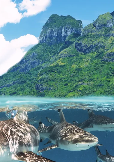 Tauchurlaub auf den Inseln von Tahiti