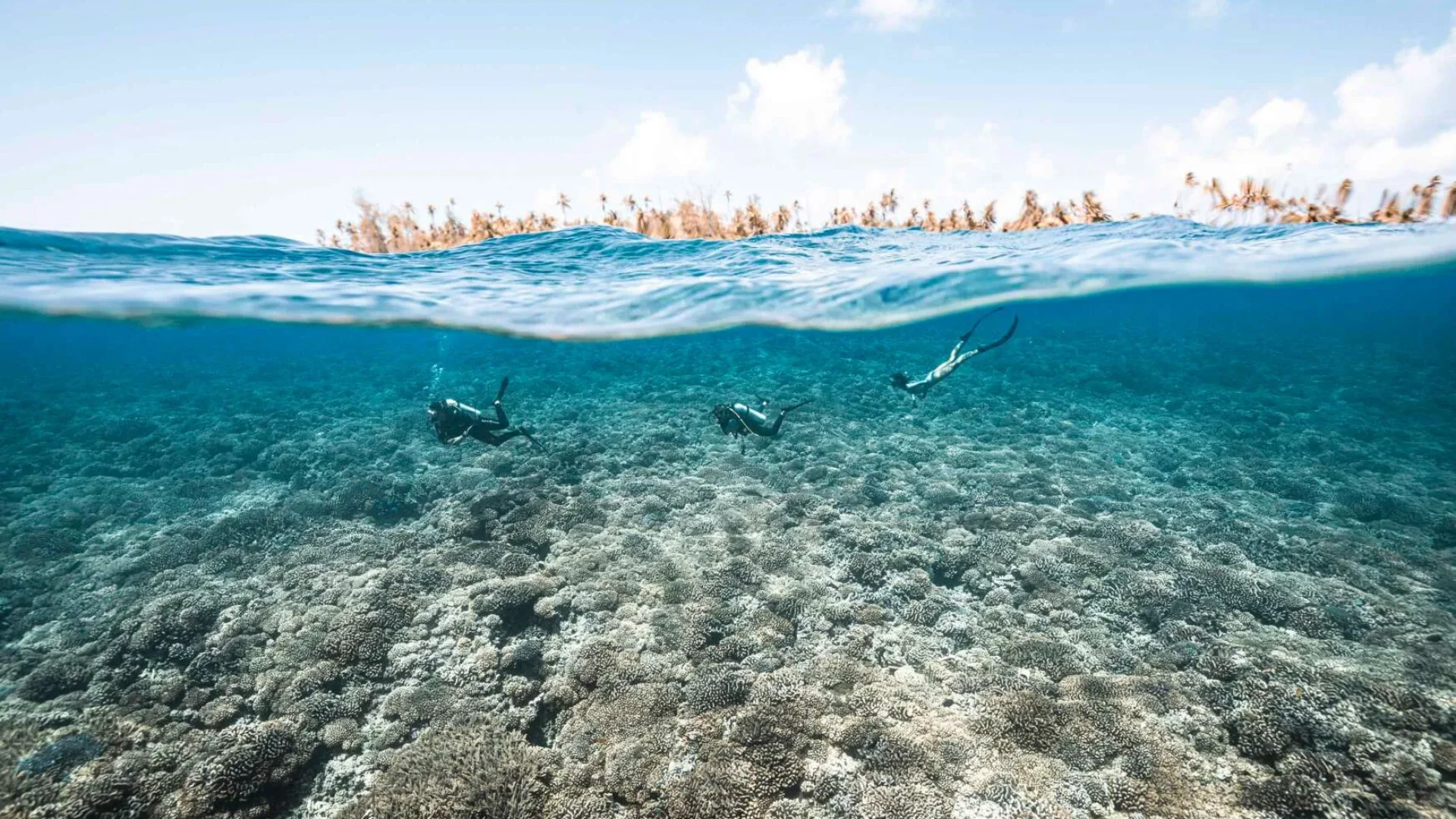 Plongée à Fakarava © Alexandre Voyer