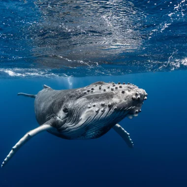 Observation de baleine © Grégory Lecoeur