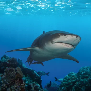 Plongée à Moorea