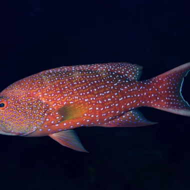 Plongée à Raiatea