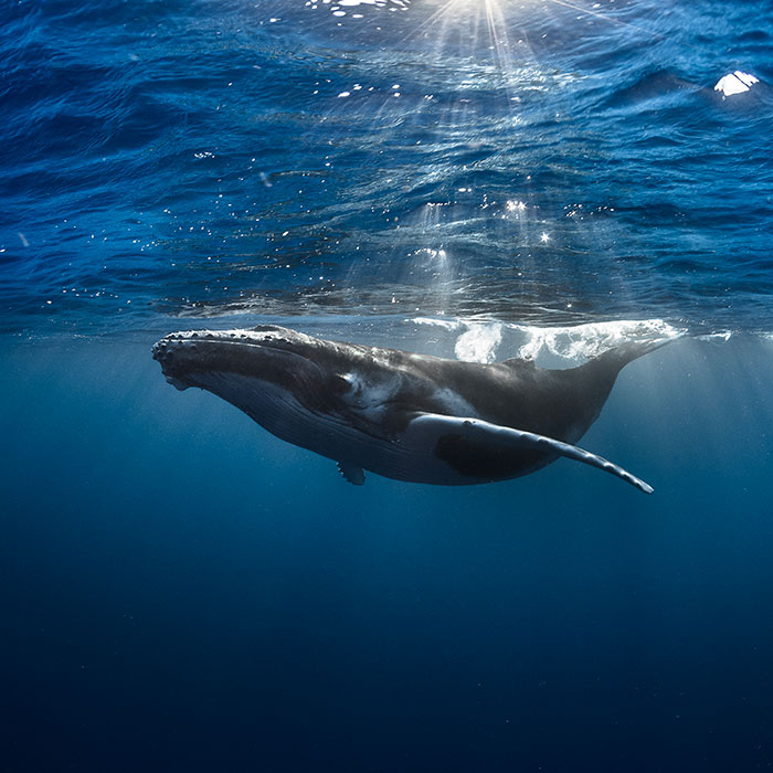 swim with whales in Tahiti