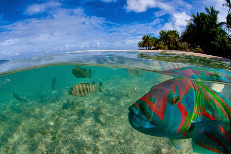 Tahiti – Moana Nui Dive Adventure!